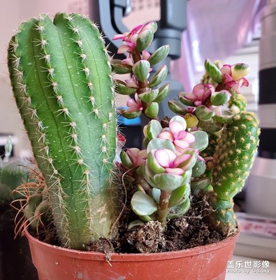 居家拍攝 仙人球