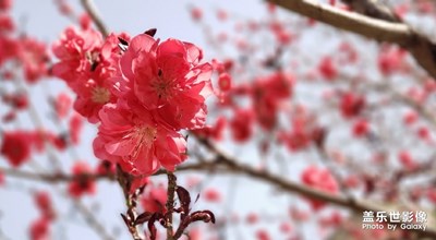 一起云賞花吧！