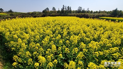 【賞春】+油菜花