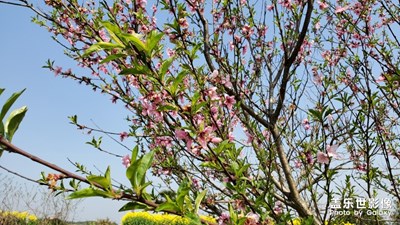 【賞春】+陽春三月百花開