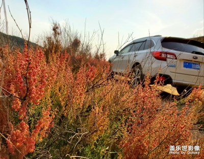 我的車模～斯巴魯傲虎
