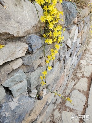 【賞春】+三月的山景