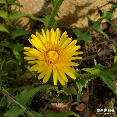 蒲公英