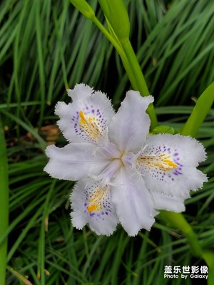 是鮮花不是塑料姐妹花