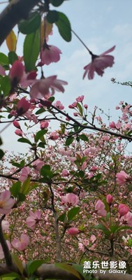 又是一年櫻花開--2020年3月