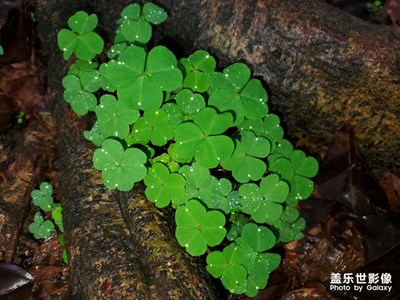 綠色，是春天的氣息