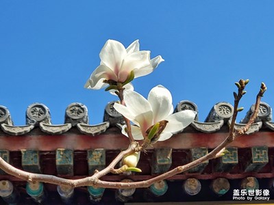 久違的踏春