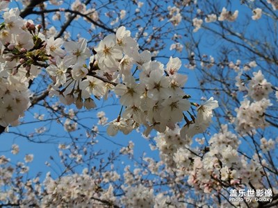 【暖春見花開】GalaxyS20攝影分享