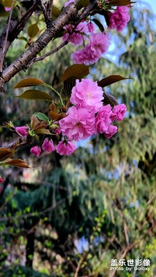 櫻花