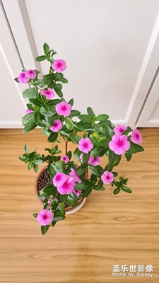 S20 ultra鏡頭下的長(zhǎng)春花