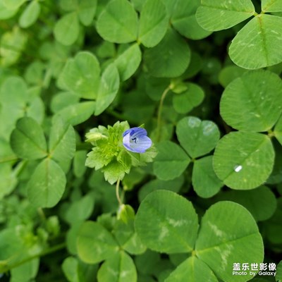 春色