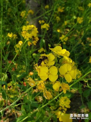 【春花爛漫】+春花香