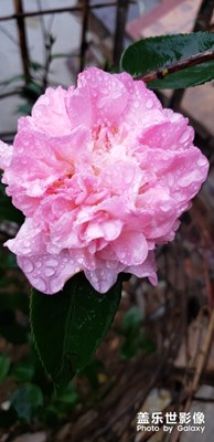 花開