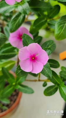 昨日長(zhǎng)春花比前日更美