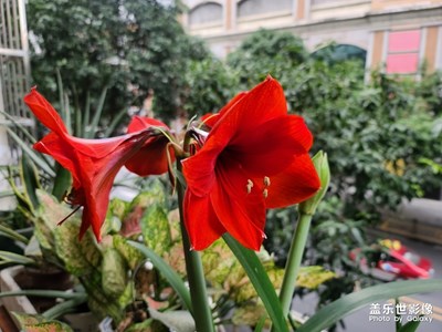 【春花爛漫】+門(mén)口的花
