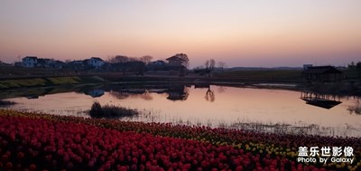 【春花爛漫】＋春游隨拍