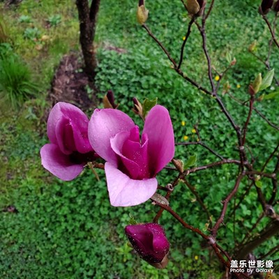雨后春天