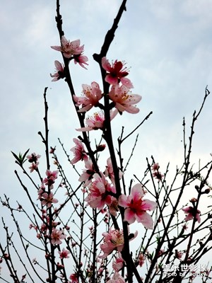 雨后 桃花依舊笑春風(fēng)！