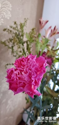 花開時(shí)節(jié)