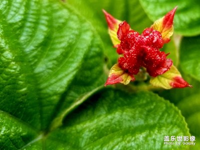 【春花爛漫】山林野趣