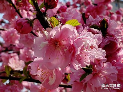 【春花爛漫】春之色彩