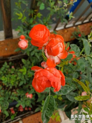 春，花開正濃