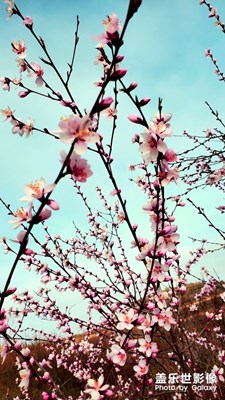 桃花？拍的沒感覺??