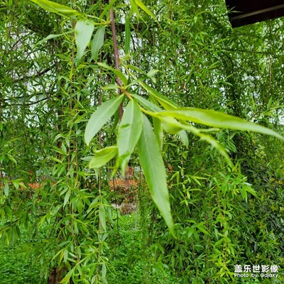 柳葉
