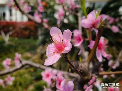 桃花