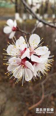 桃紅杏白