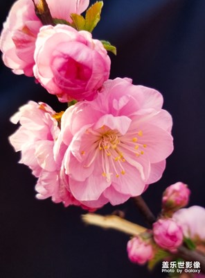 【最美瞬間】桃花朵朵開