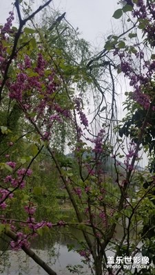 南山之春
