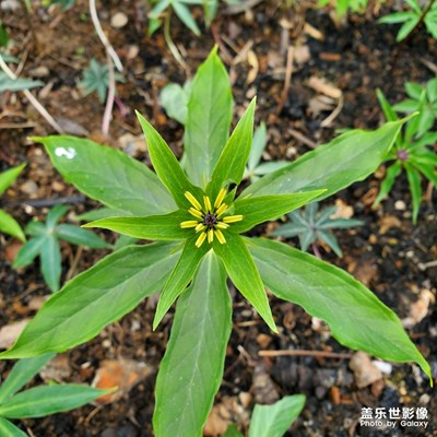 不常見(jiàn)植物