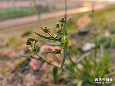 S20之春色