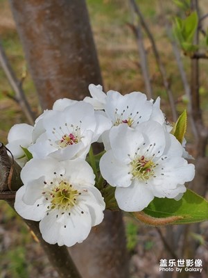梨花開春常在