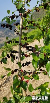 桑葚的季節(jié)