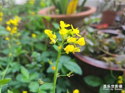 S20之春色系列