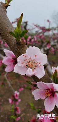 桃花朵朵開