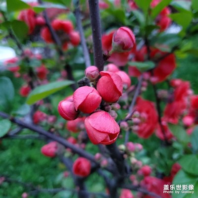 花兒