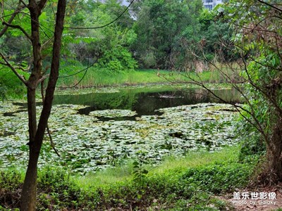 濕地公園