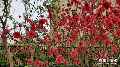 春花