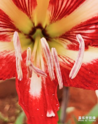 【光影色彩】+色彩斑斕的朱頂紅