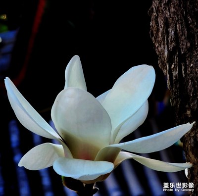 賞春