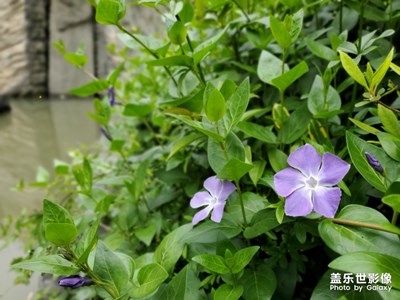 總喜歡拍一些花花草草