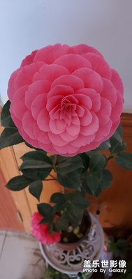 茶花