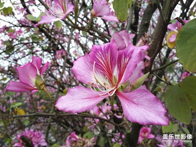 用曾經(jīng)的機(jī)皇三星S4拍拍照