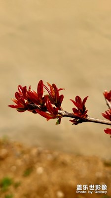 春芽