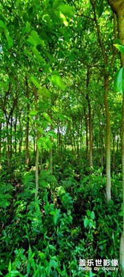 三星s20ultra周末踏青