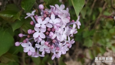 落紅不是無情物化作春泥更護花