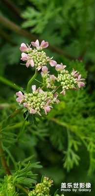 這是什么花